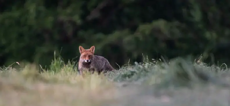 Renard