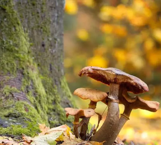 Champignons