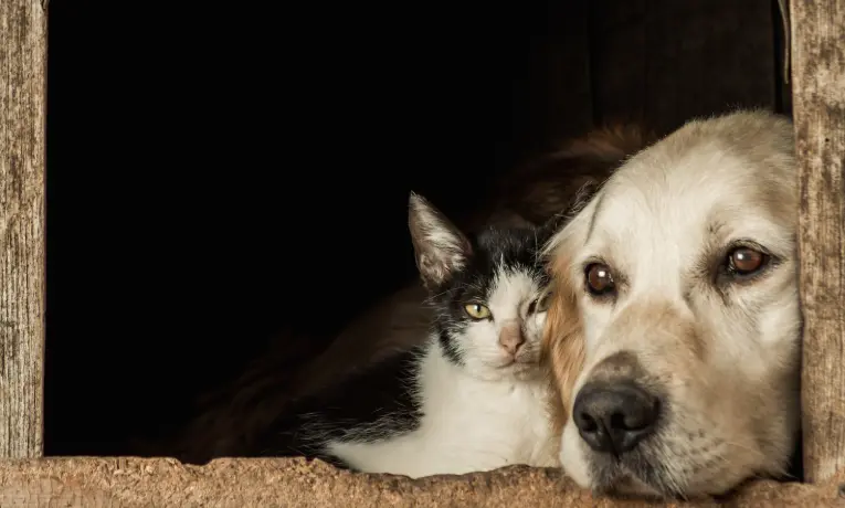 Chien et chat