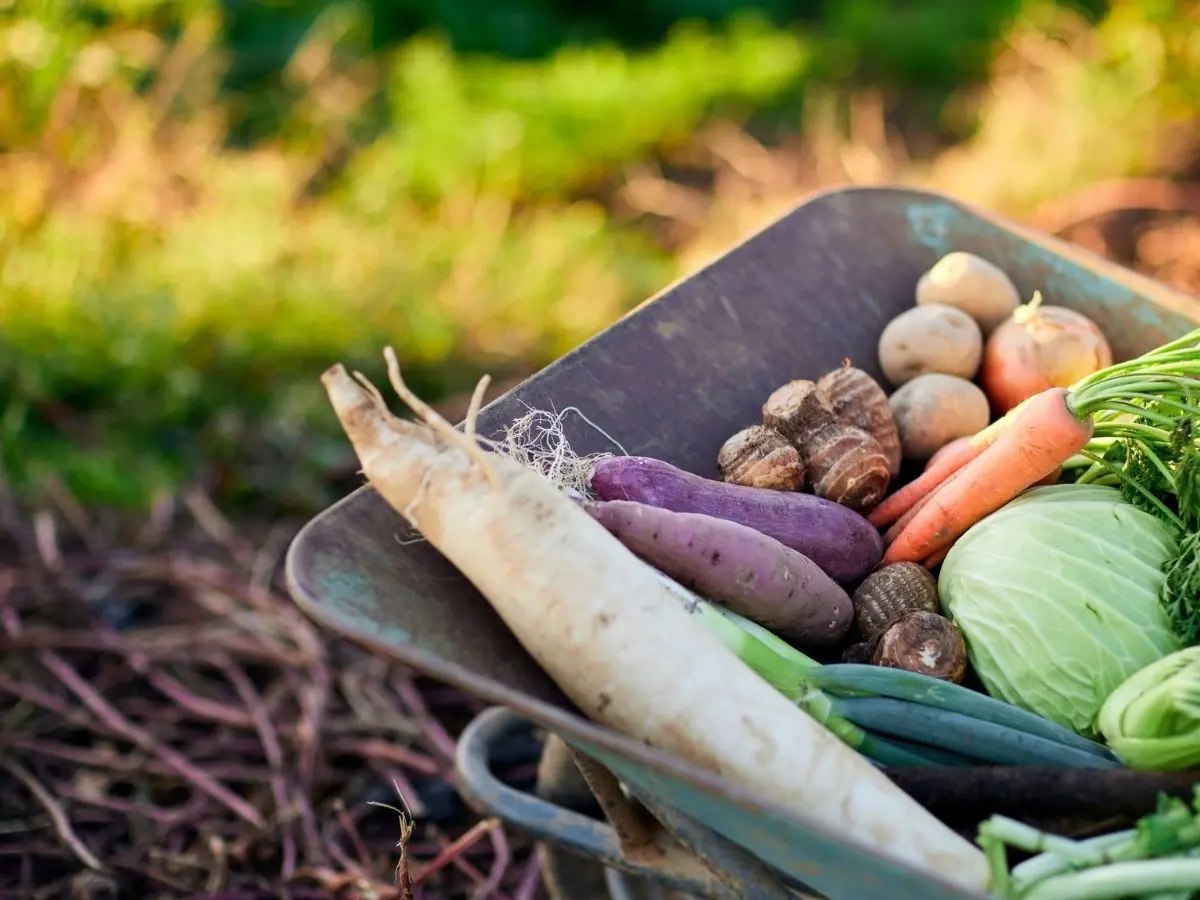La ferme de la BJ - Pageas
