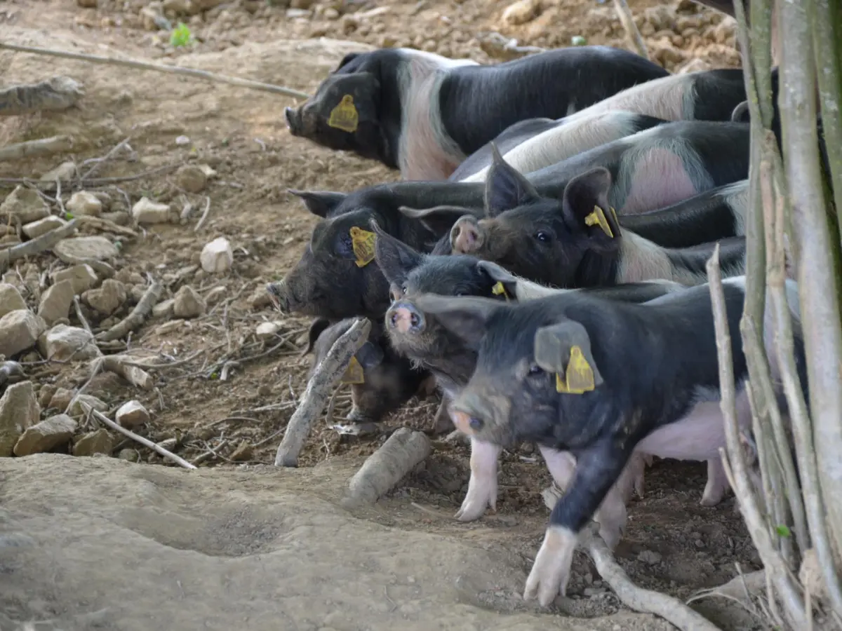 Gaec - Les Réserves - Nexon