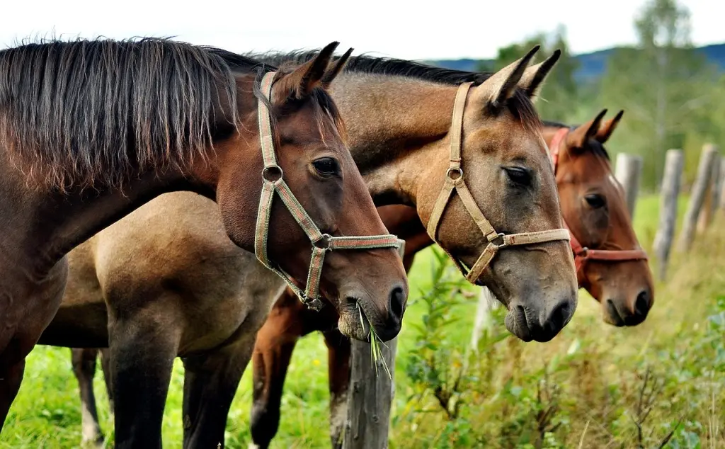 Chevaux