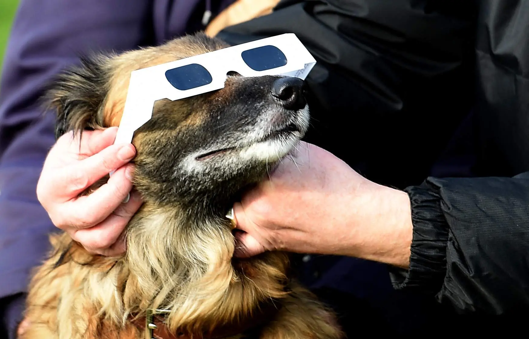 Chien avec lunettes pour voir l'éclipse