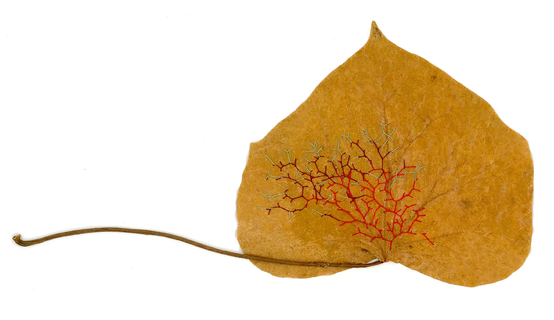 Wild Leaves EN 2026