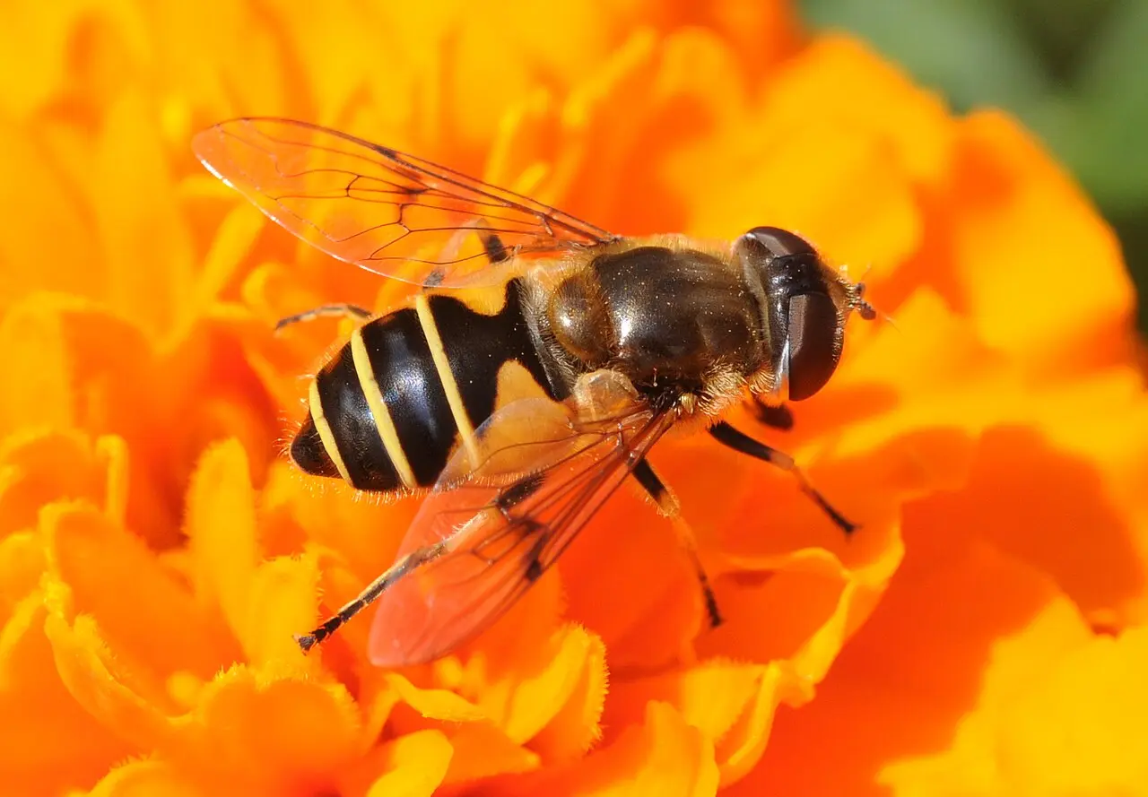 Syrphe