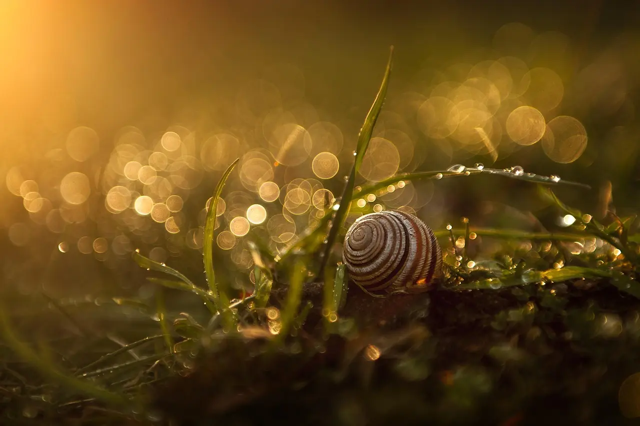 basilsmith-snail