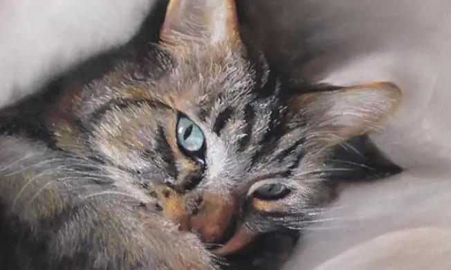chat