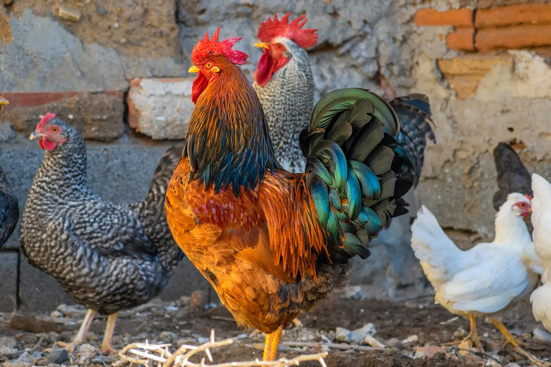 elg21-rooster-5817004_1920