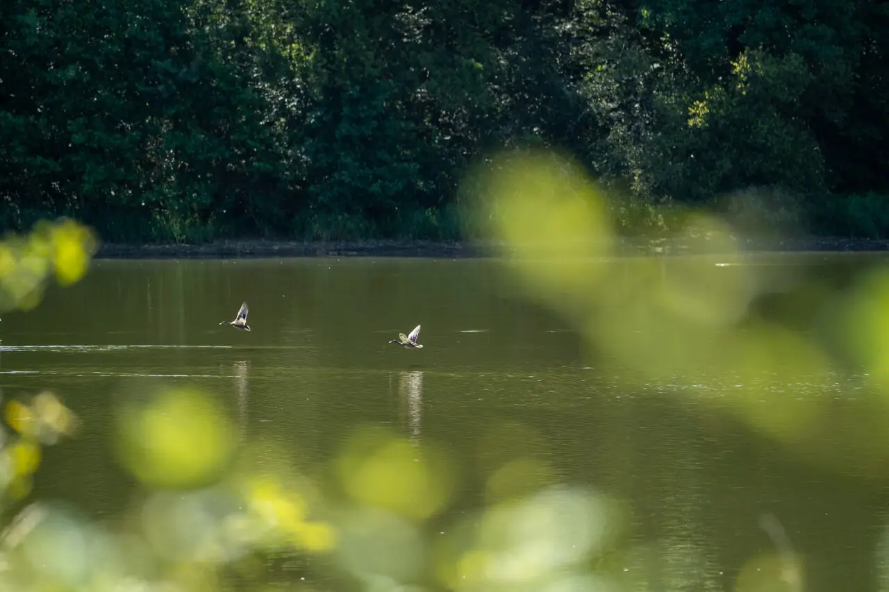 étang de La Pouge - photo Tolga Sarikose-Département de la Haute-Vienne-Web