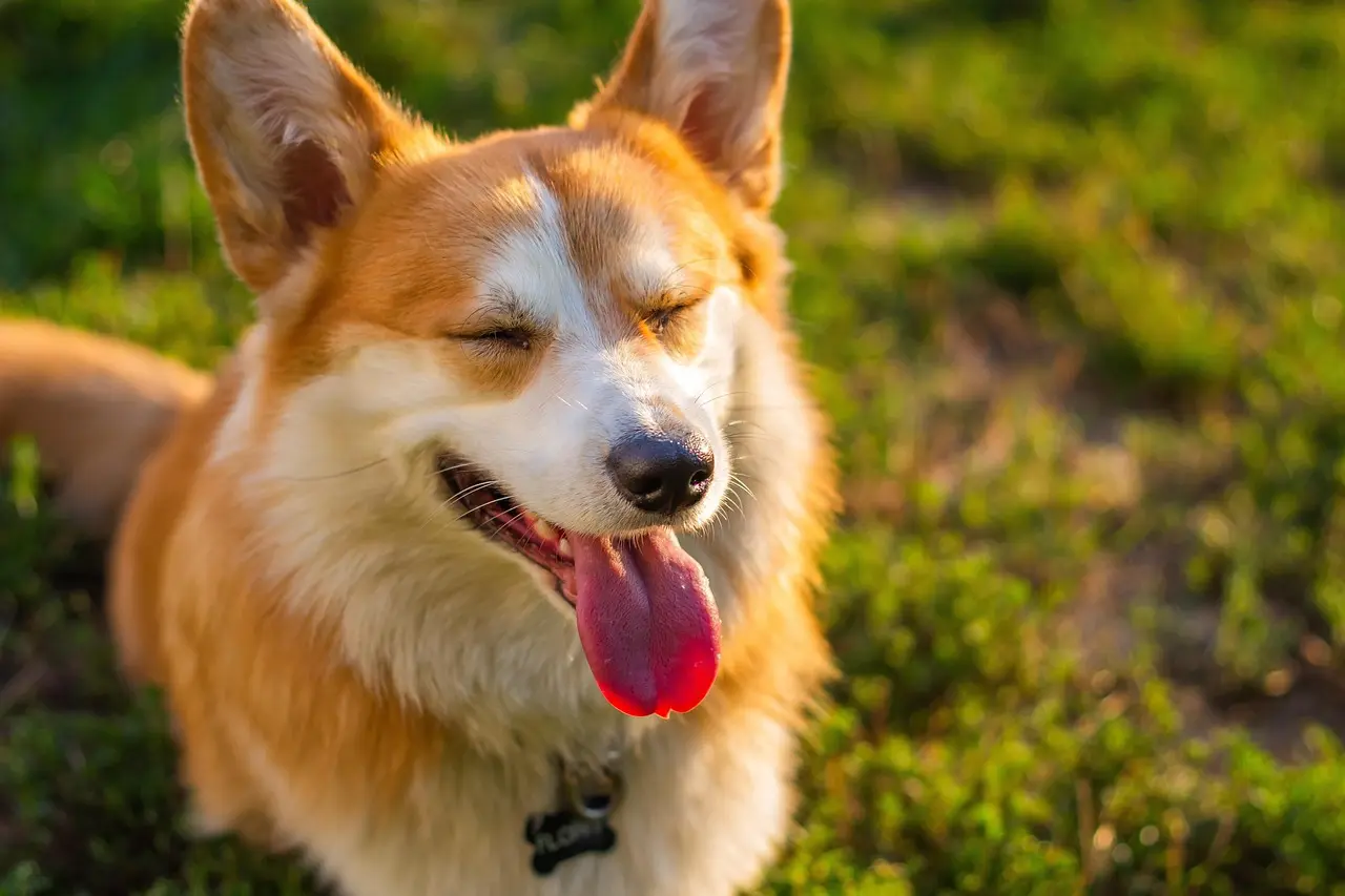 molnarszabolcserdely-corgi-6673343_1280
