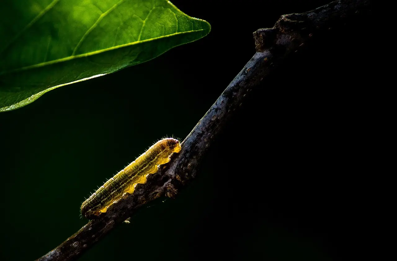 pavanprasad_ind-insect