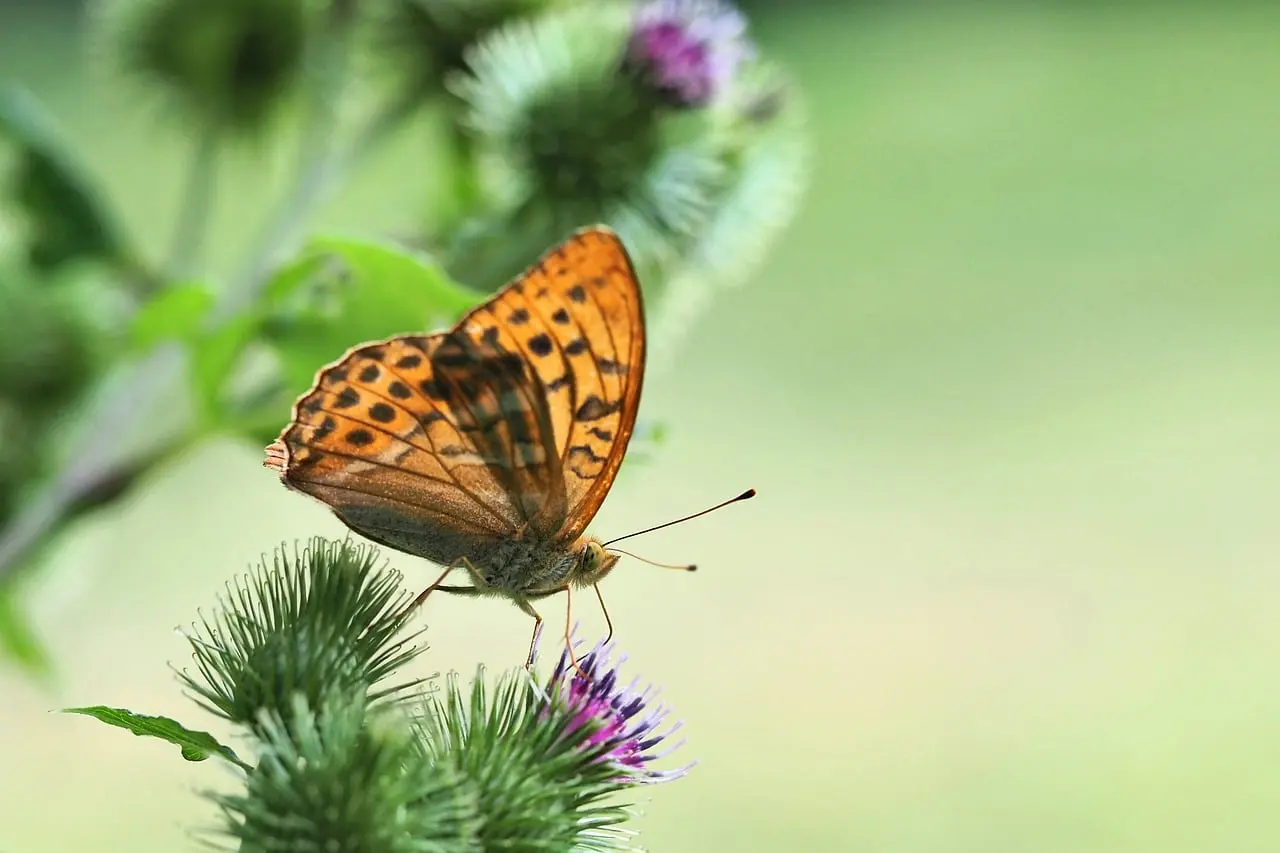 ralf1403-butterfly