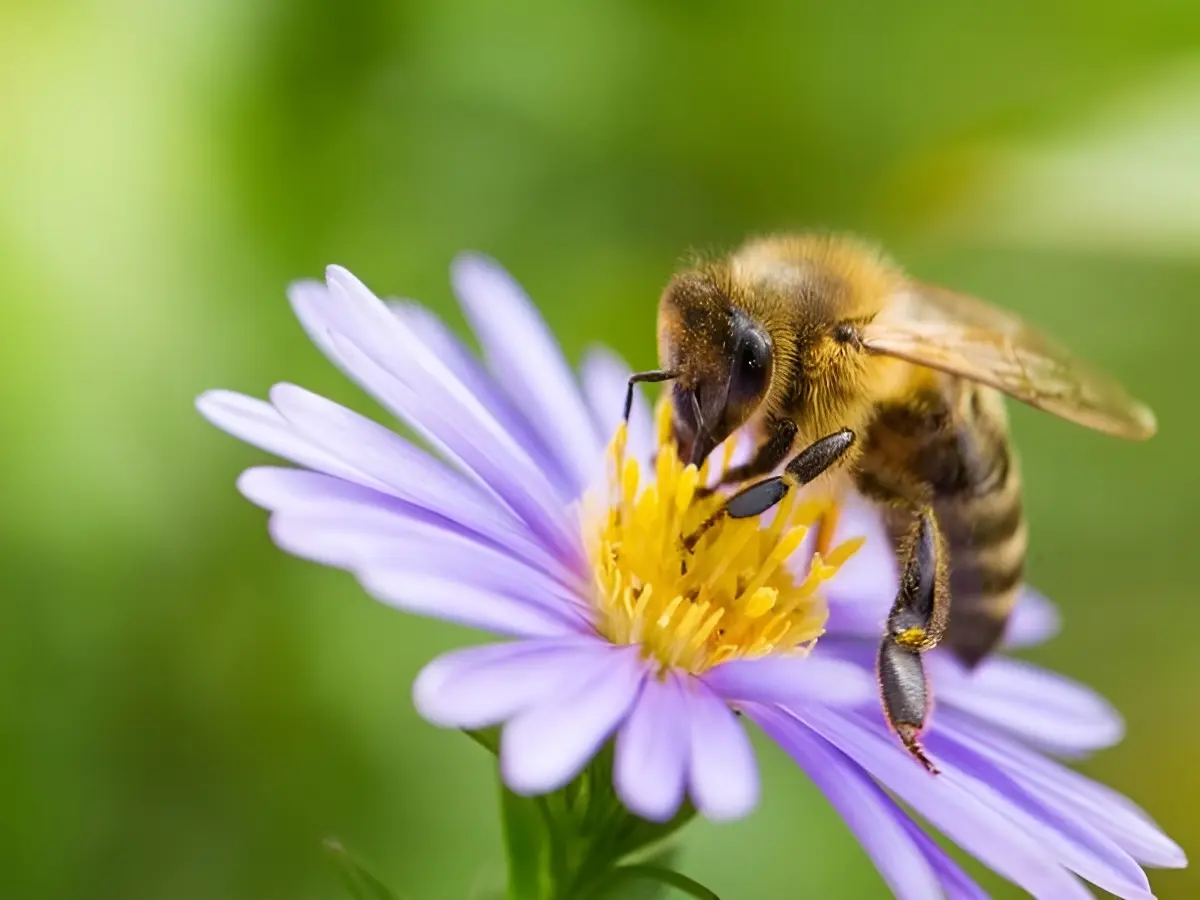 Abeille