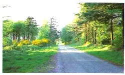 voie romaine Le Flohic