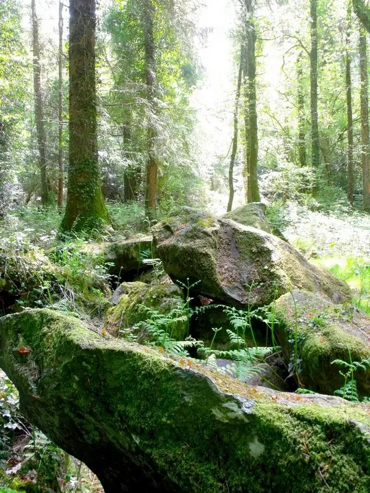 Allée couverte du Brohet G. Leroi