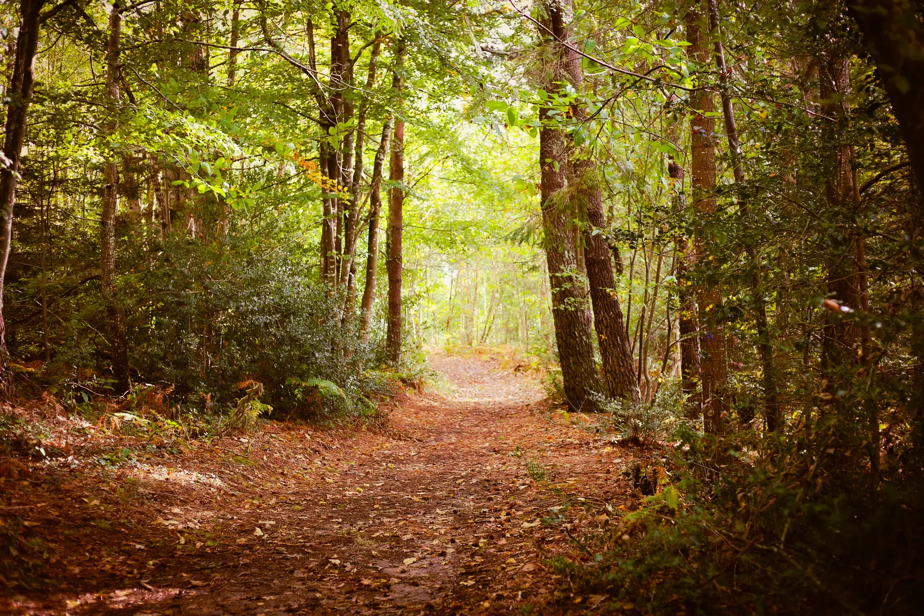 Bois de Roscouré - Combrit - Pays Bigouden