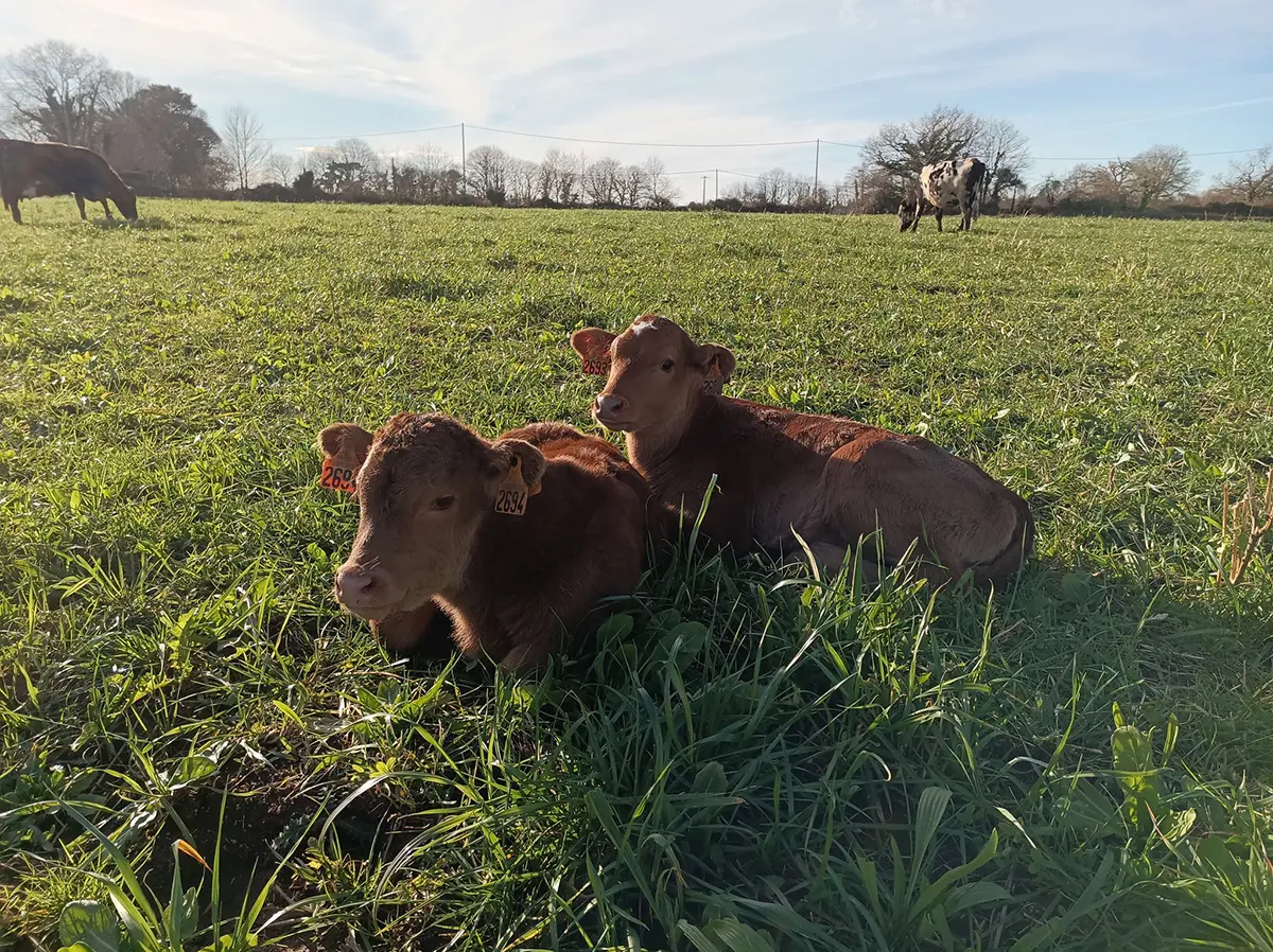 Erell & Cow - Tréméoc - Pays Bigouden - 1