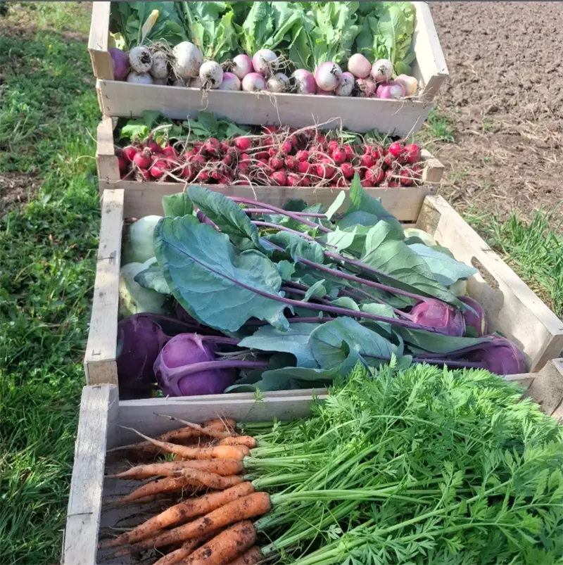 Les Légumes de Kervay - Combrit - Pays Bigouden - 1