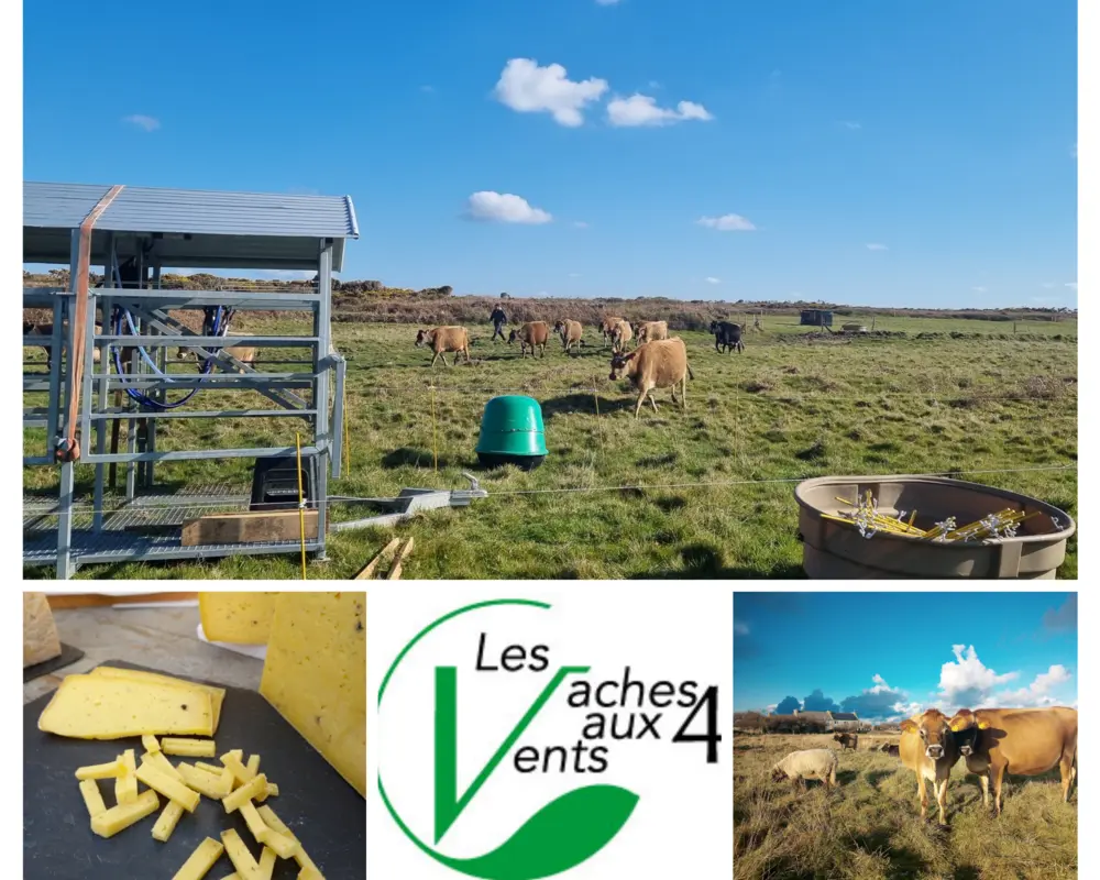Vaches_aux_4_vents