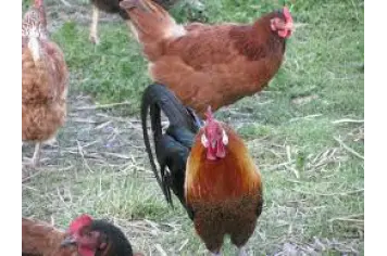Volaille de La Ferme de Lagorce_1