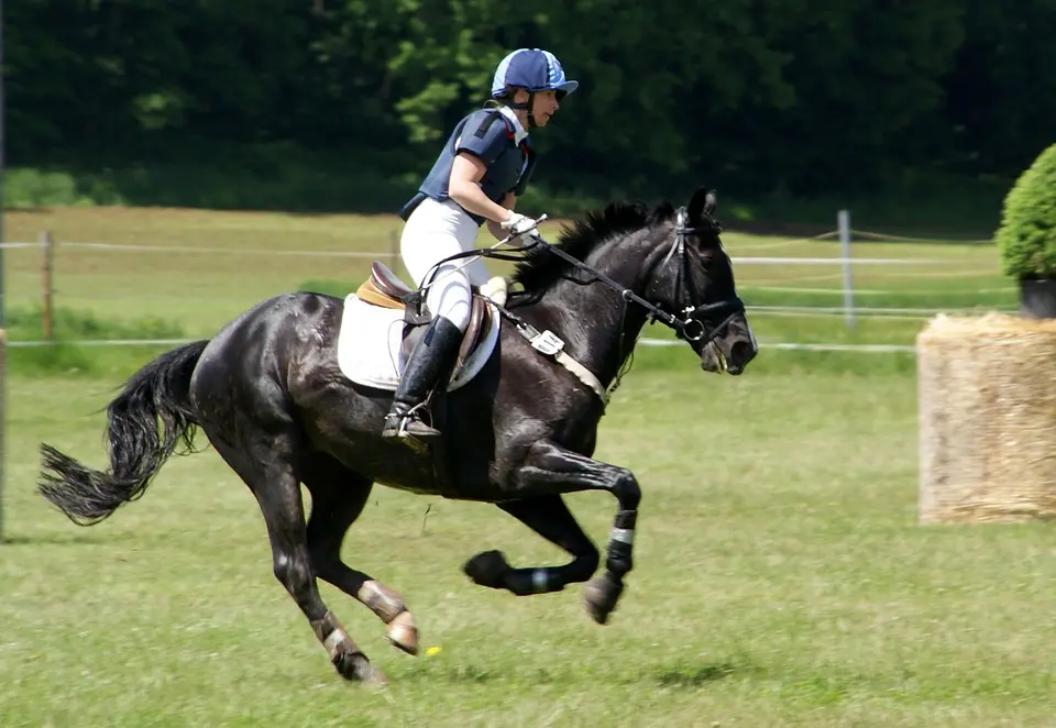 cheval_1