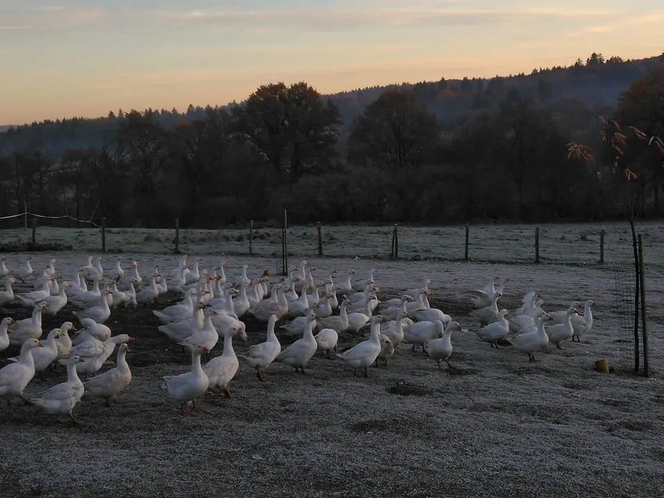 ferme de cheni volaille_1