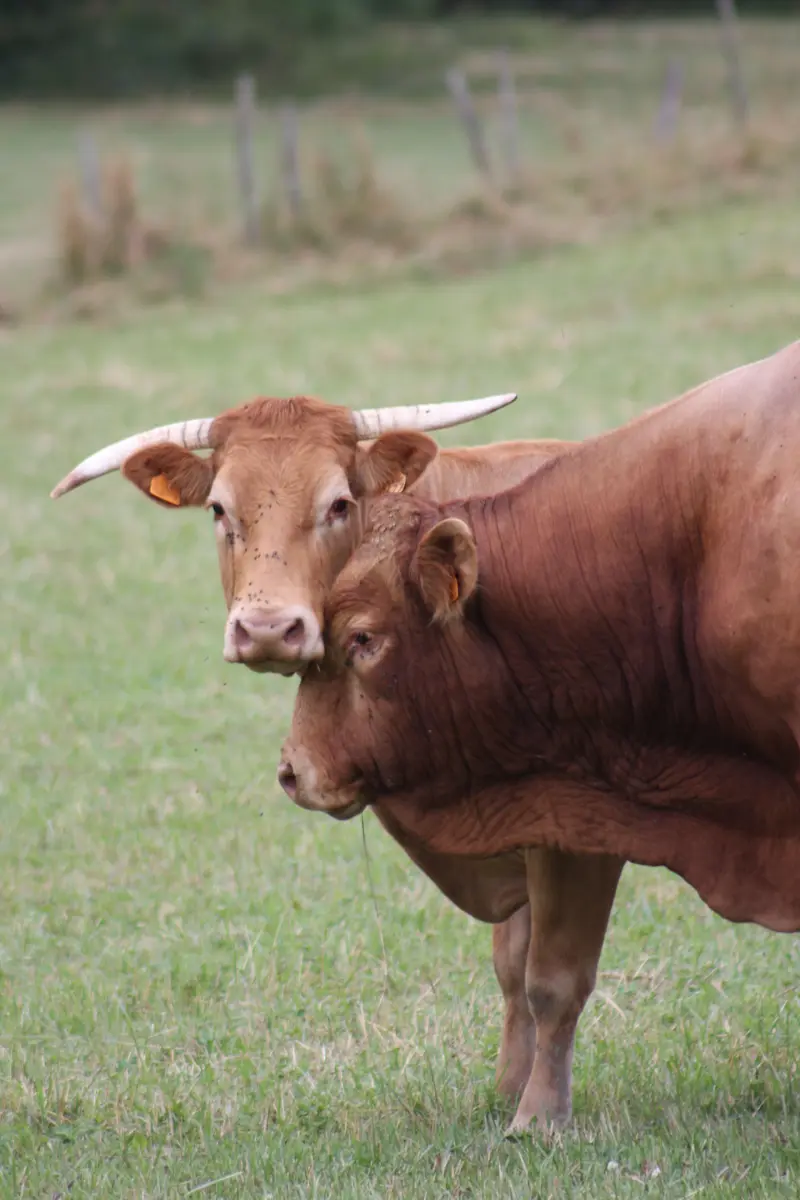 La viande bovine limousine_1