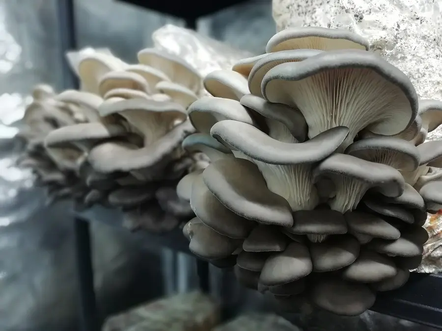 Delifungi - Champignons et produits dérivés du champignon_1