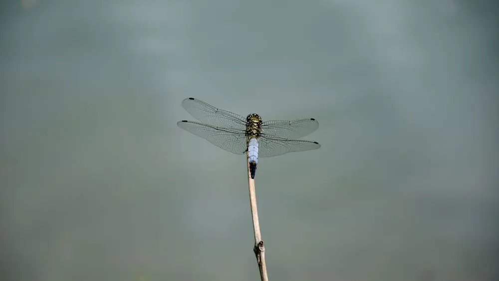 23 Orthetrum cancellatum ©M.Bach PNRPL