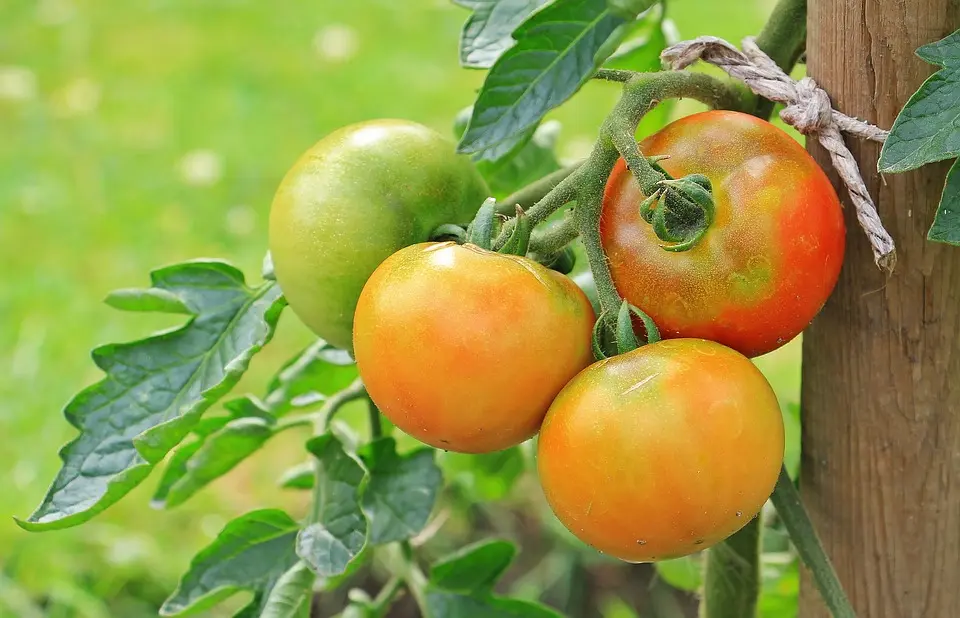 La Tomate écarlate - Solenne Bonneau_1