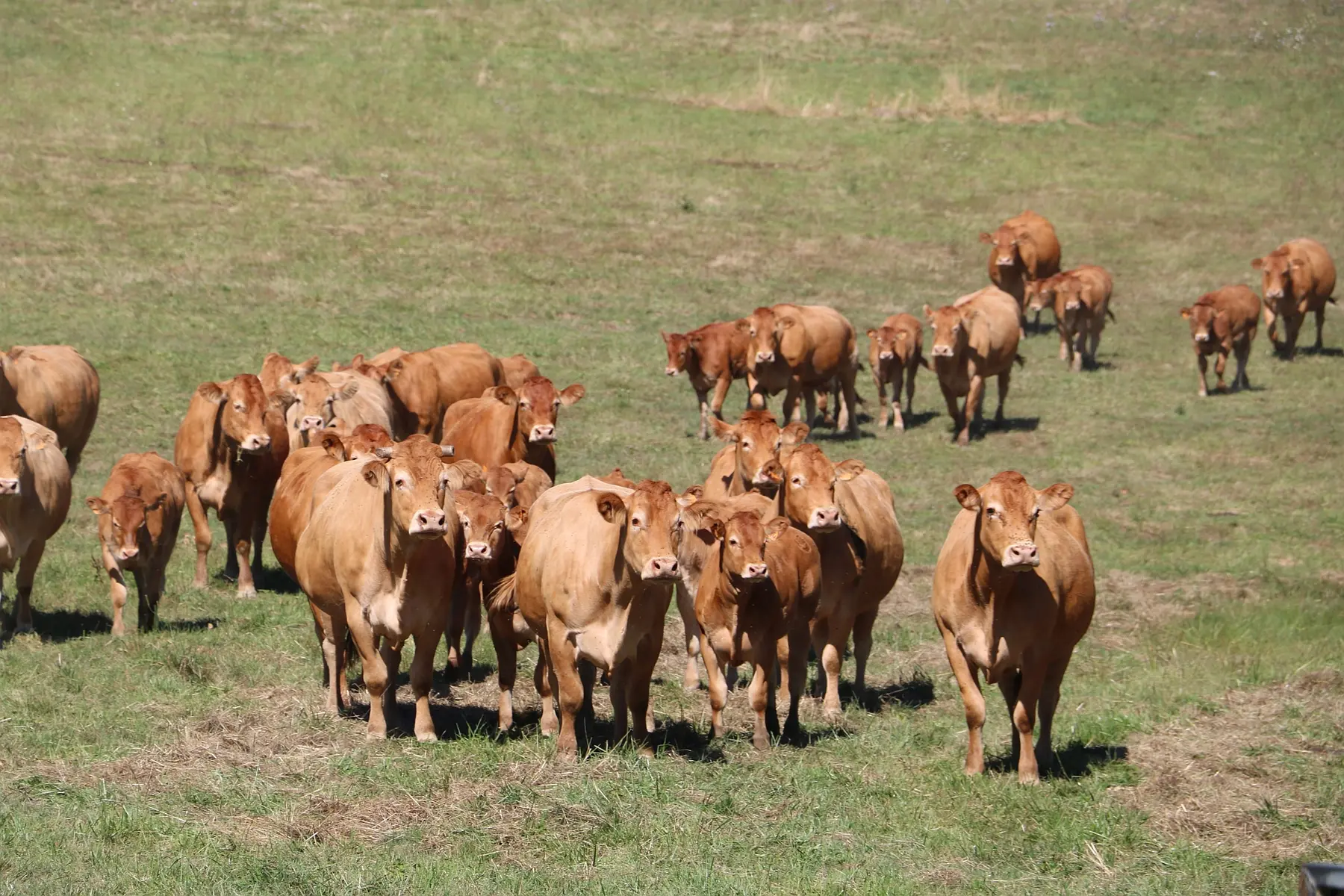 vaches limousines