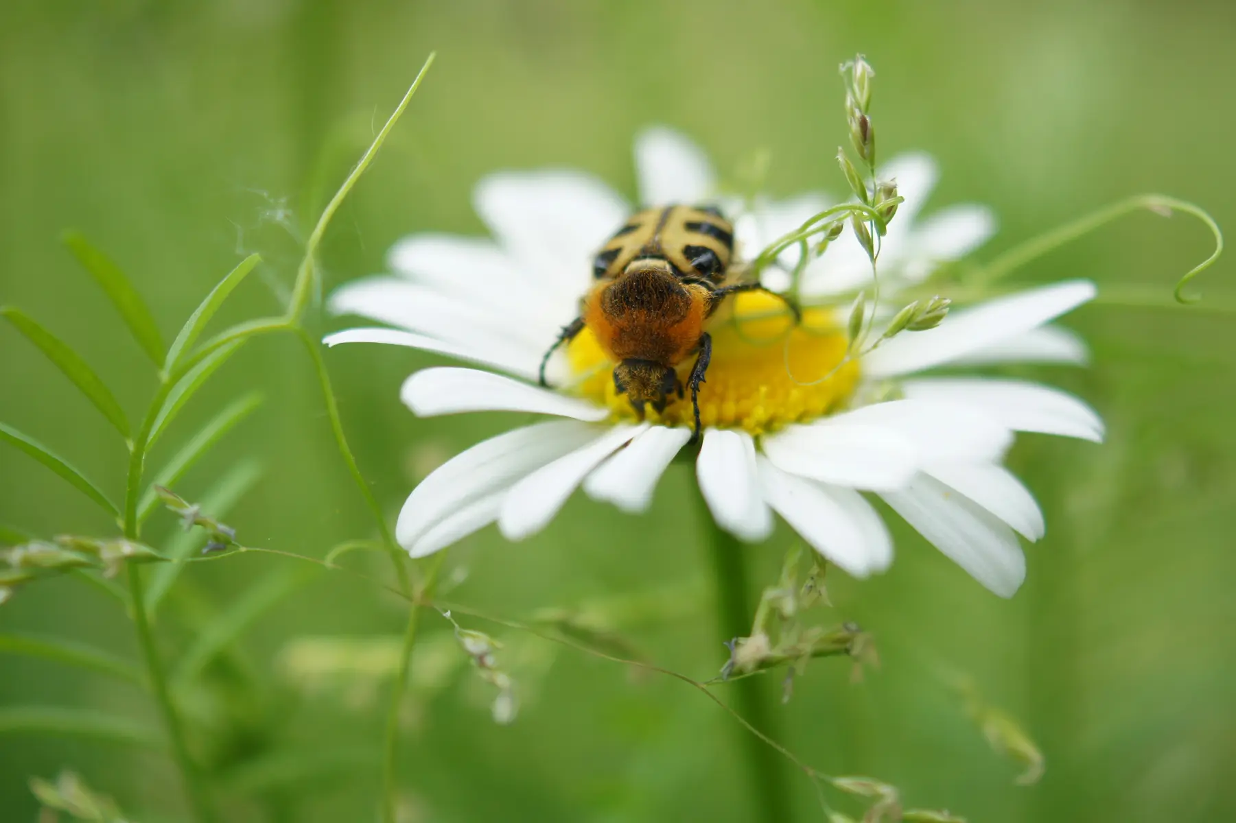 Abeille