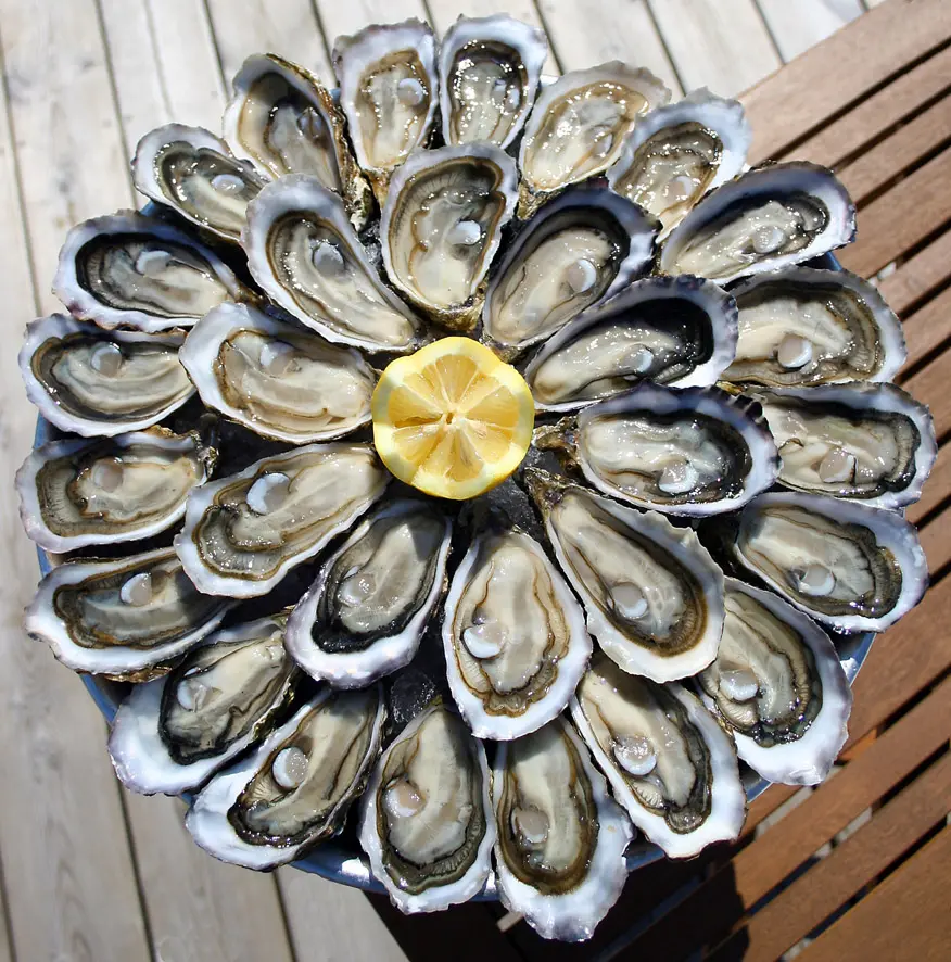 Dégustation d'huîtres