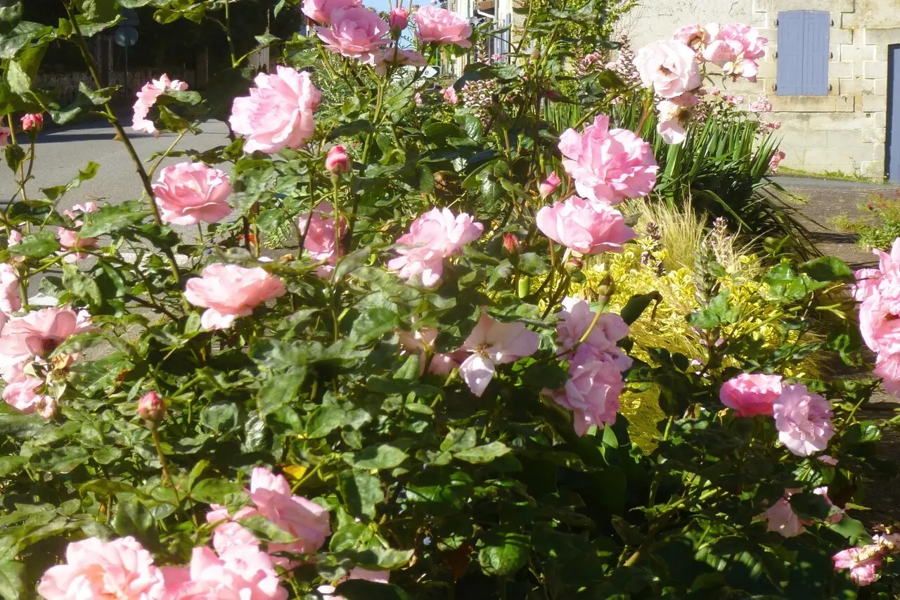 FETE genereuse de la rose_ VAS_ IsabellePompe