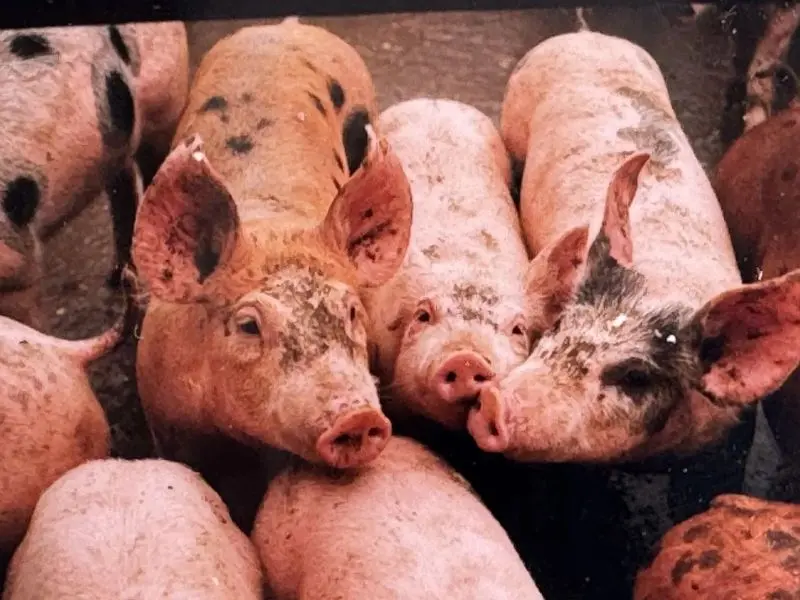 GAEC Puyzareau ©Theaud