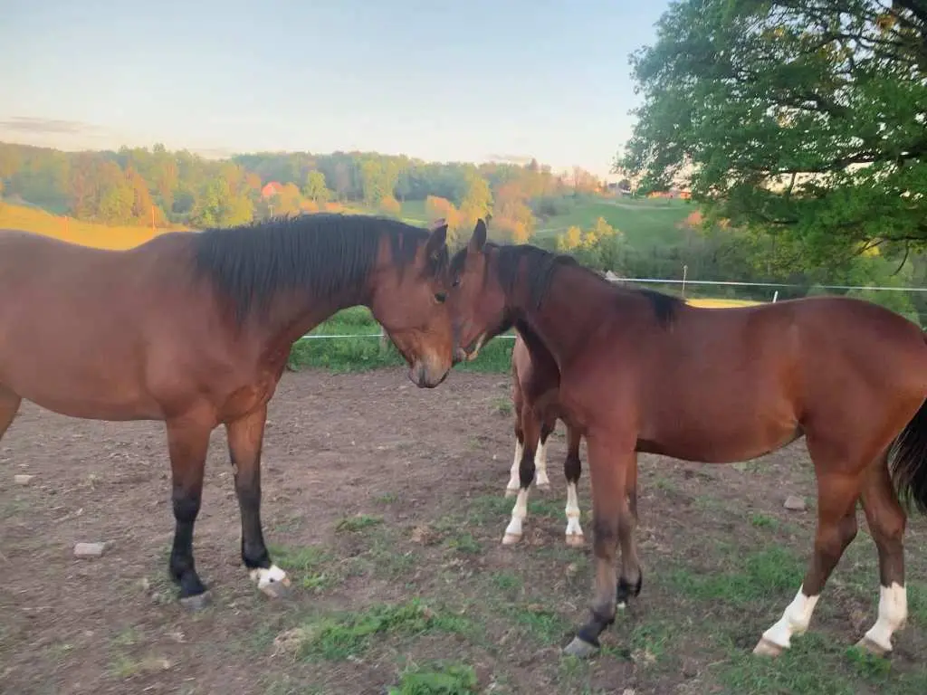 Haras des Star
