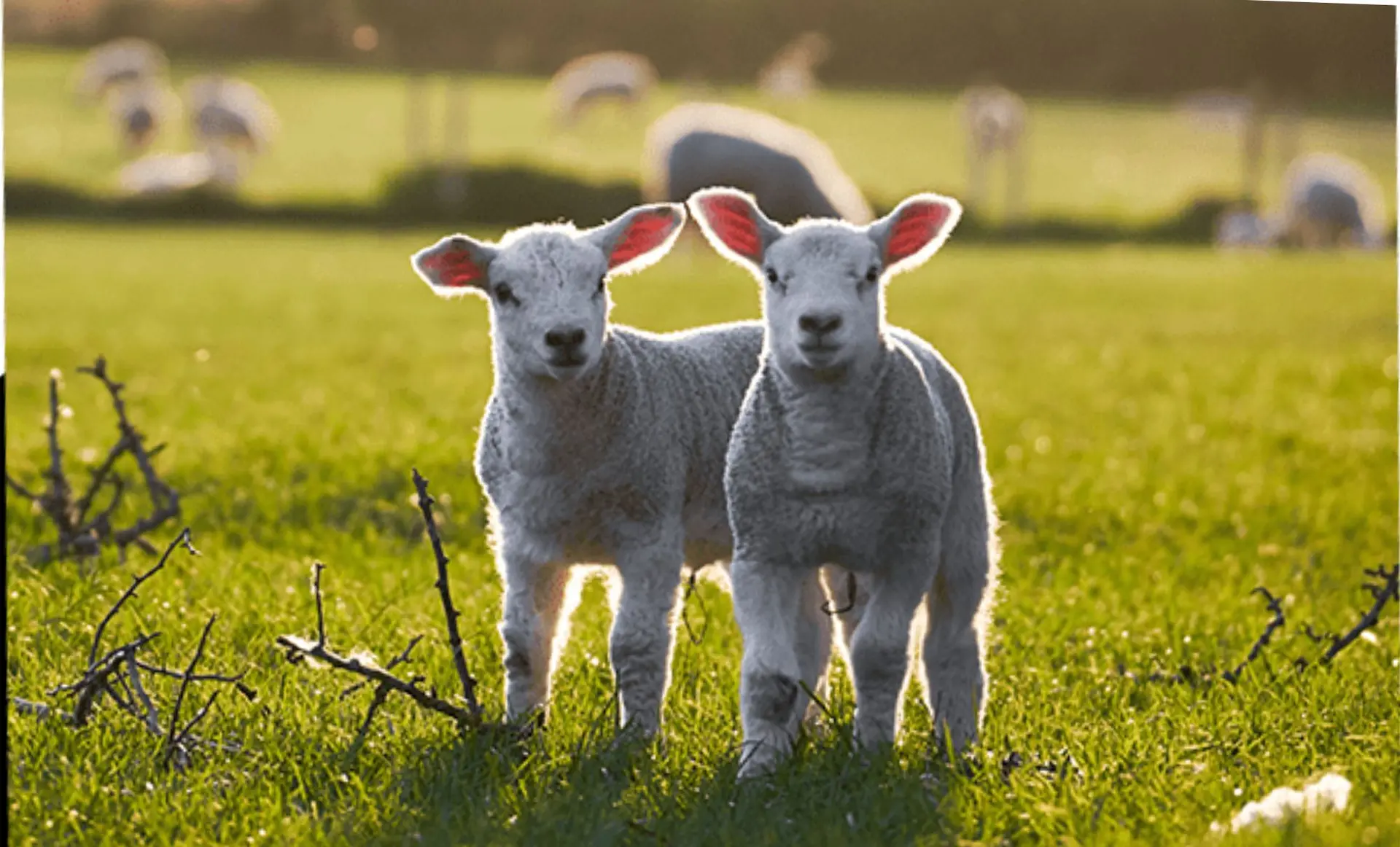 La commune vous invite à participer à une soirée sur le thème “Laïcité et religions”, un sujet au cœur de notre vie citoyenne. Ce moment d’échanges a pour objectif d’encourager la réflexion collective autour des valeurs républicaines, de la liberté de - 1