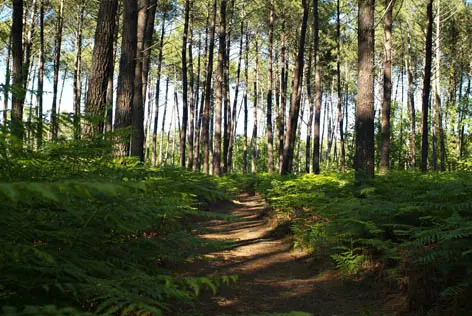 Sentier Pontenx 1
