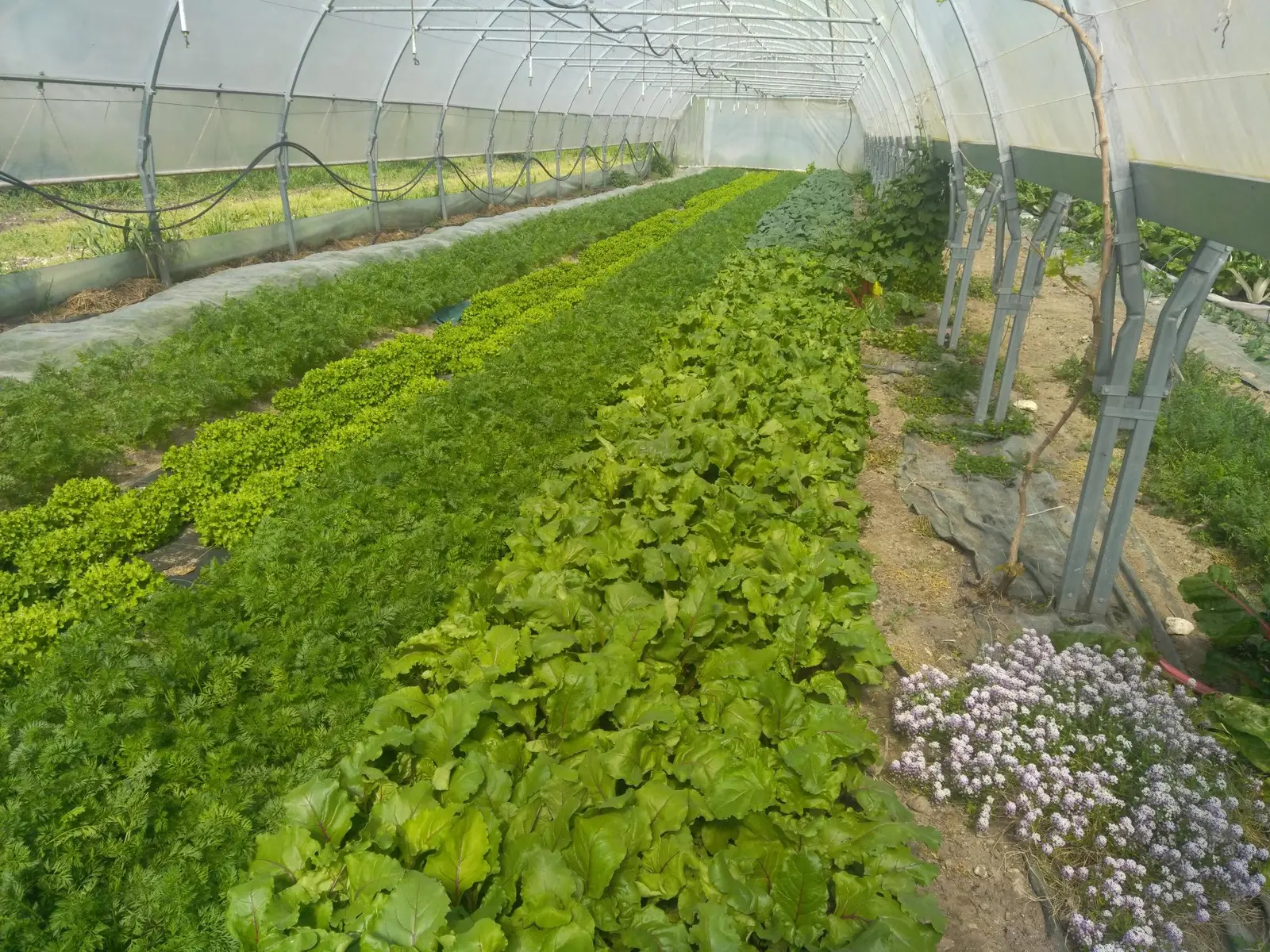 Serre du Jardin Maraicher