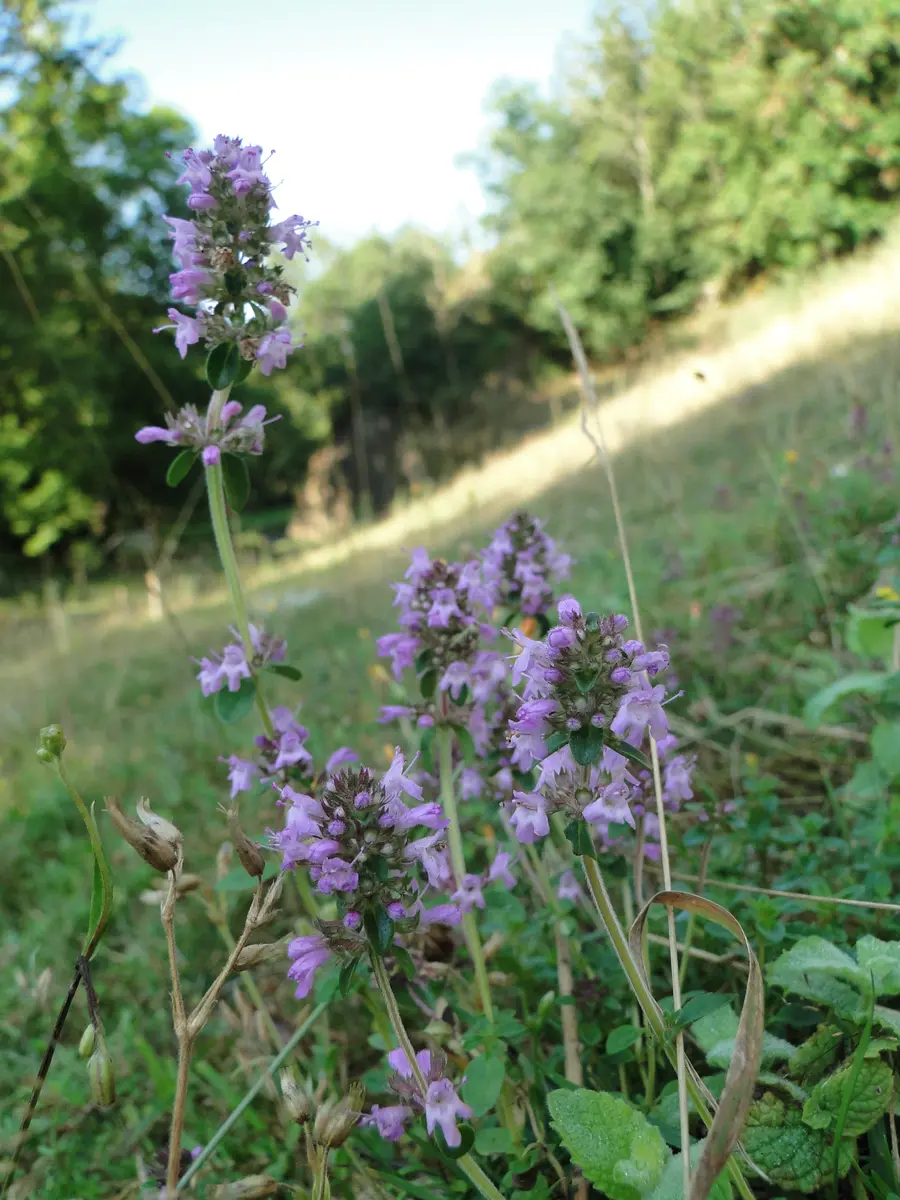 Thym serpolet (13)