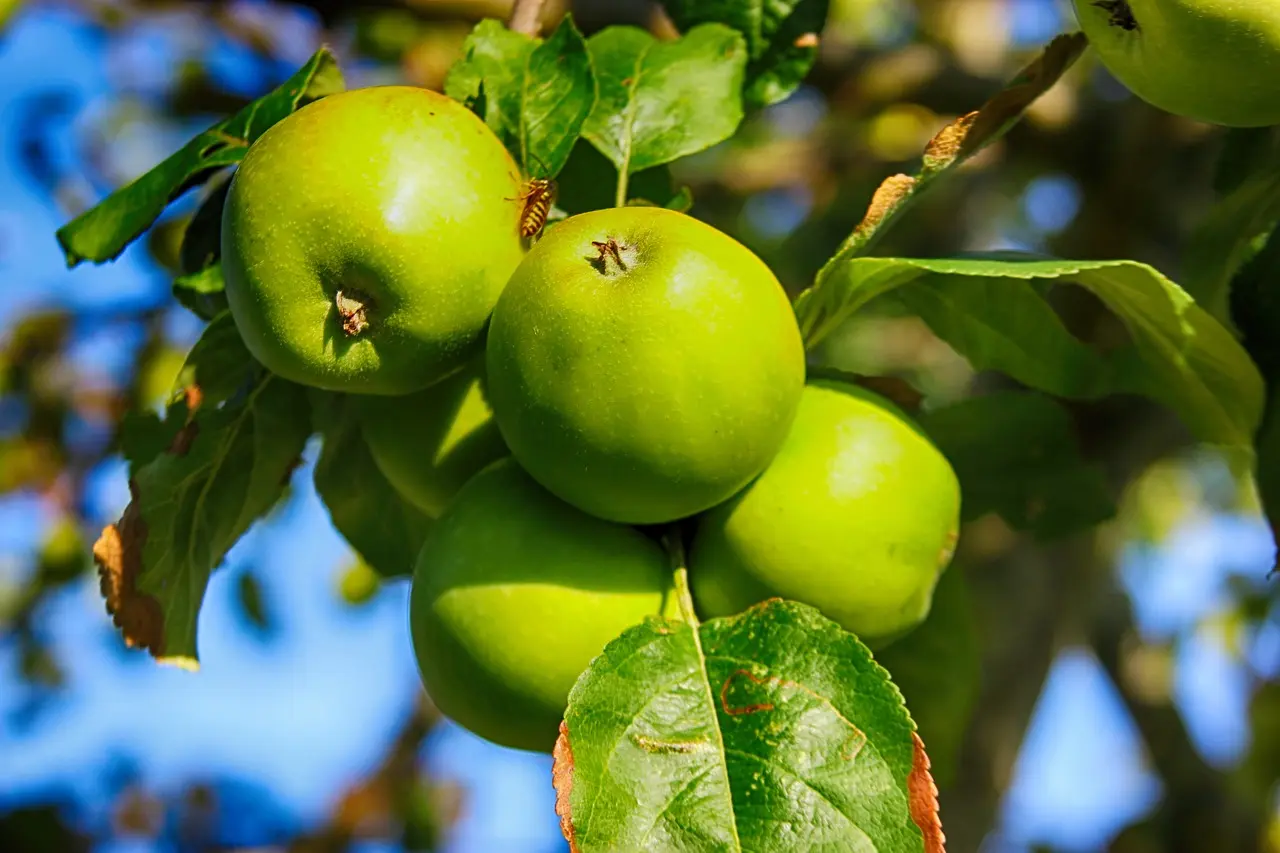 apples-7340572_1280