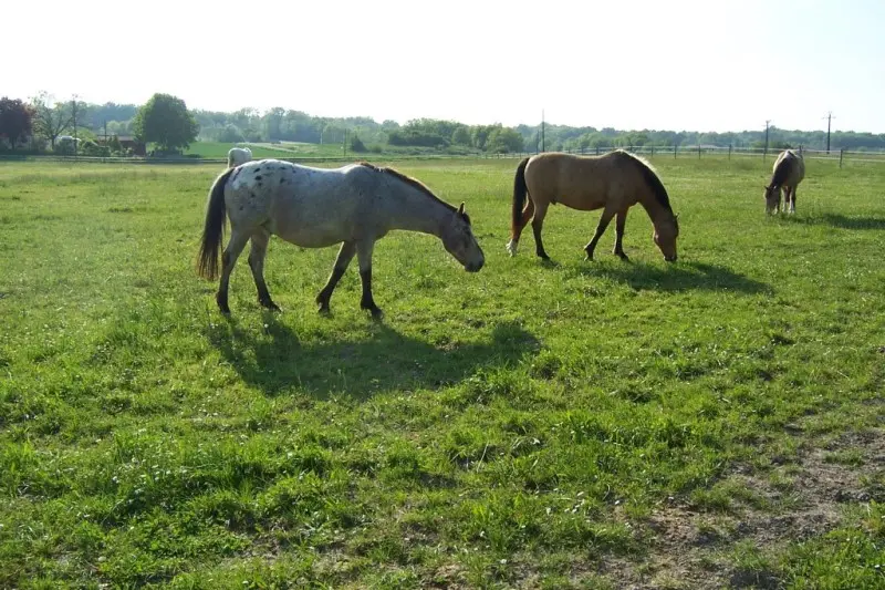 cheval24