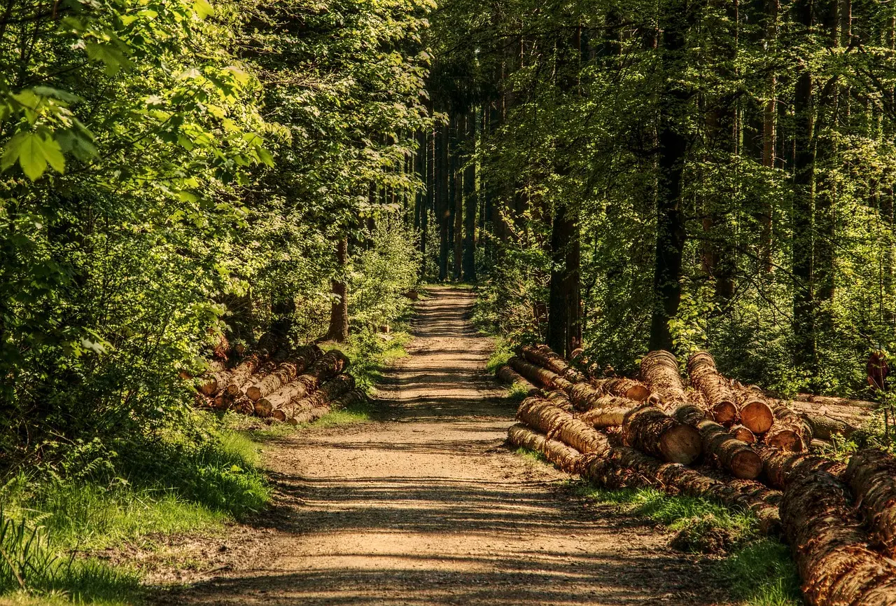 foret-bois