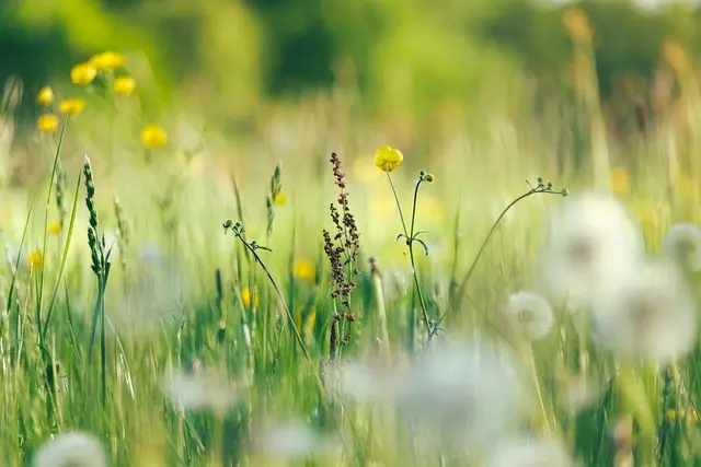 fleurs