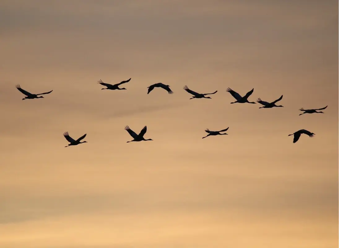 grues-cendrees©nathalieburblis