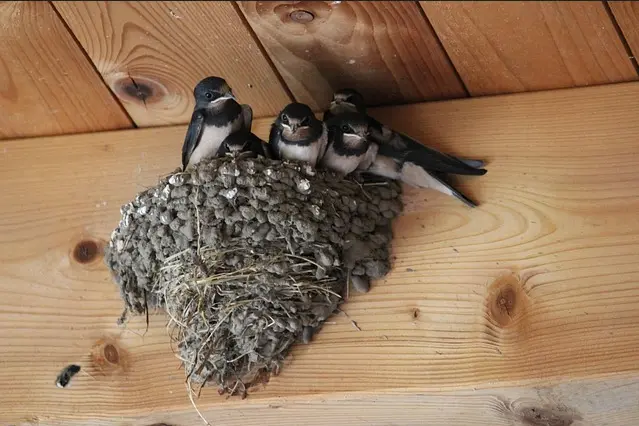hirondelle