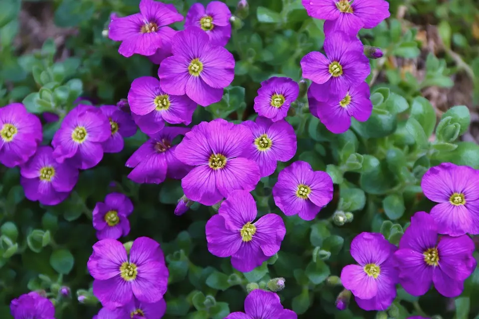 image fleurs