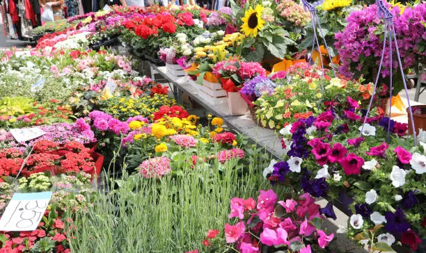 istockphoto-marché aux fleurs