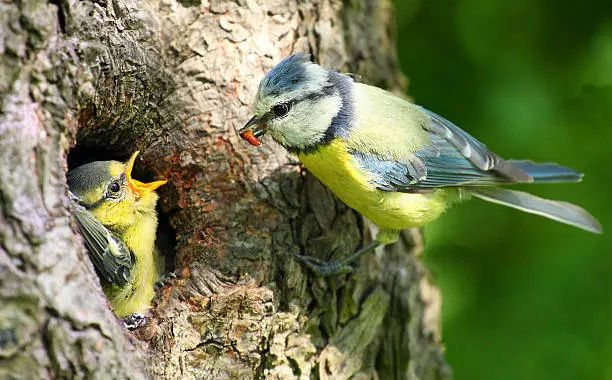 istockphoto-mésange