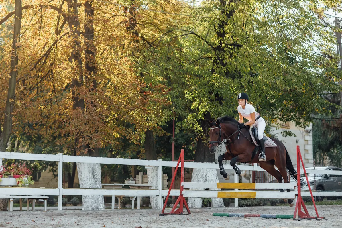 Concours poney